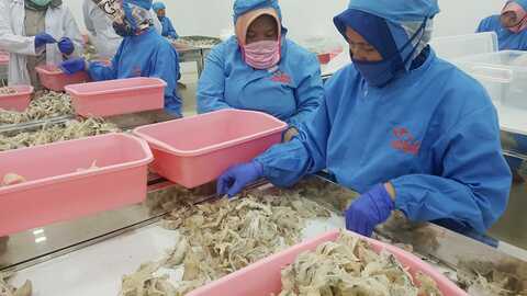 ‎Ribuan Buruh Terancam PHK, 11 Perusahaan Sarang Walet Disuspend China‎‎